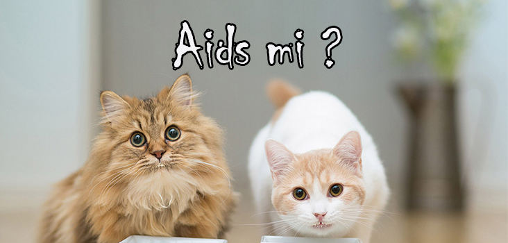FIV (Kedi Aids Virüsü / Feline İmmunodeficiency Virus)