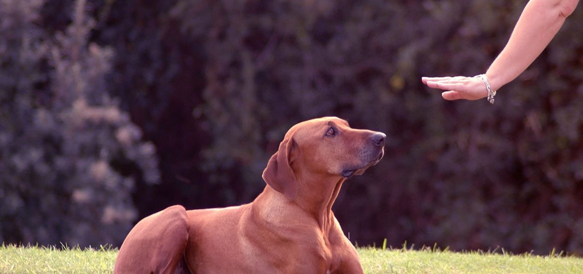Köpekler Hakkında Bilinmesi Gerekenler
