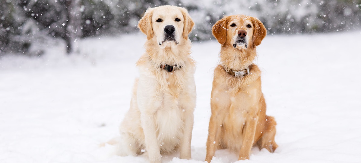 Köpeklerde Kış Bakımı Ve Kışın Dikkat Edilecek Konular